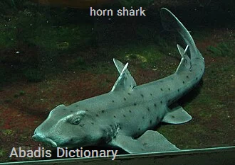 horn shark